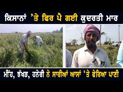ਮੀਂਹ, ਝੱਖੜ, ਹਨੇਰੀ ਨੇ ਕਿਸਾਨਾਂ ਦੀਆਂ ਆਸਾਂ ‘ਤੇ ਫੇਰਿਆ ਪਾਣੀ Farmers are very Sad after rain