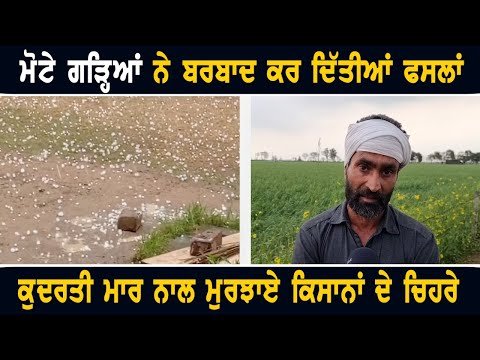ਮੋਟੀ ਗੜ੍ਹੇਮਾਰੀ ਨੇ ਬਰਬਾਦ ਕੀਤੀਆਂ ਫਸਲਾਂ Rain in Punjab | Farmers are sad | Weather today